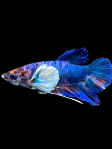 Male Halfmoon Plakat - Candy Dumbo #1857 - Live Betta Fish