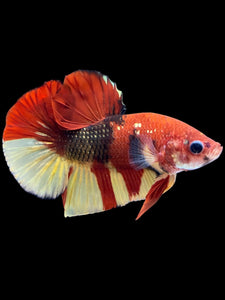 Male Halfmoon Plakat - Nemo Copper #1860 - Live Betta Fish