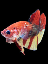 Load image into Gallery viewer, Male Halfmoon Plakat - Nemo Copper #1860 - Live Betta Fish
