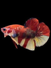 Load image into Gallery viewer, Male Halfmoon Plakat - Nemo Copper #1860 - Live Betta Fish

