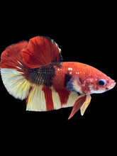 Load image into Gallery viewer, Male Halfmoon Plakat - Nemo Copper #1860 - Live Betta Fish
