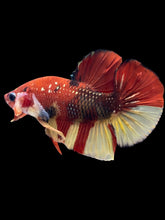 Load image into Gallery viewer, Male Halfmoon Plakat - Nemo Copper #1860 - Live Betta Fish
