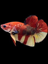 Load image into Gallery viewer, Male Halfmoon Plakat - Nemo Copper #1860 - Live Betta Fish
