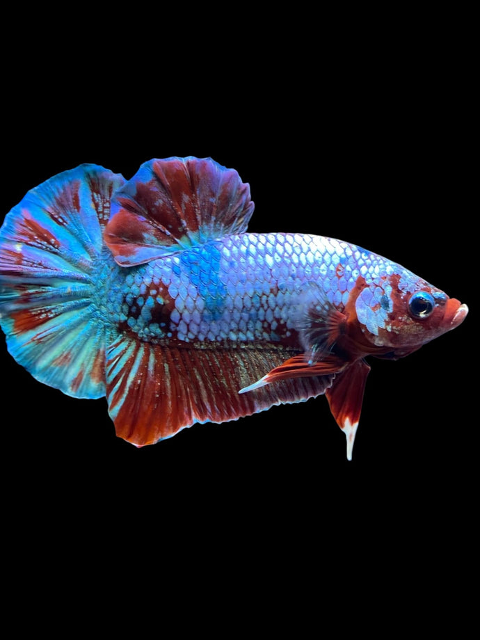 Male Halfmoon Plakat - Fancy Dragon #1861 - Live Betta Fish