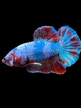 Load image into Gallery viewer, Male Halfmoon Plakat - Fancy Dragon #1861 - Live Betta Fish
