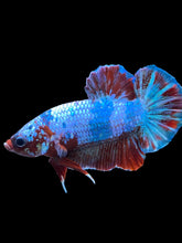 Load image into Gallery viewer, Male Halfmoon Plakat - Fancy Dragon #1861 - Live Betta Fish
