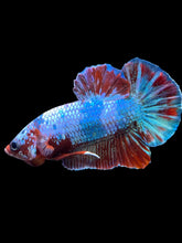 Load image into Gallery viewer, Male Halfmoon Plakat - Fancy Dragon #1861 - Live Betta Fish

