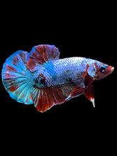 Load image into Gallery viewer, Male Halfmoon Plakat - Fancy Dragon #1861 - Live Betta Fish
