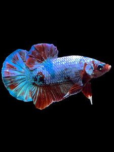 Male Halfmoon Plakat - Fancy Dragon #1861 - Live Betta Fish