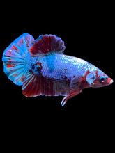 Load image into Gallery viewer, Male Halfmoon Plakat - Fancy Dragon #1861 - Live Betta Fish
