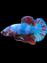 Load image into Gallery viewer, Male Halfmoon Plakat - Fancy Dragon #1861 - Live Betta Fish
