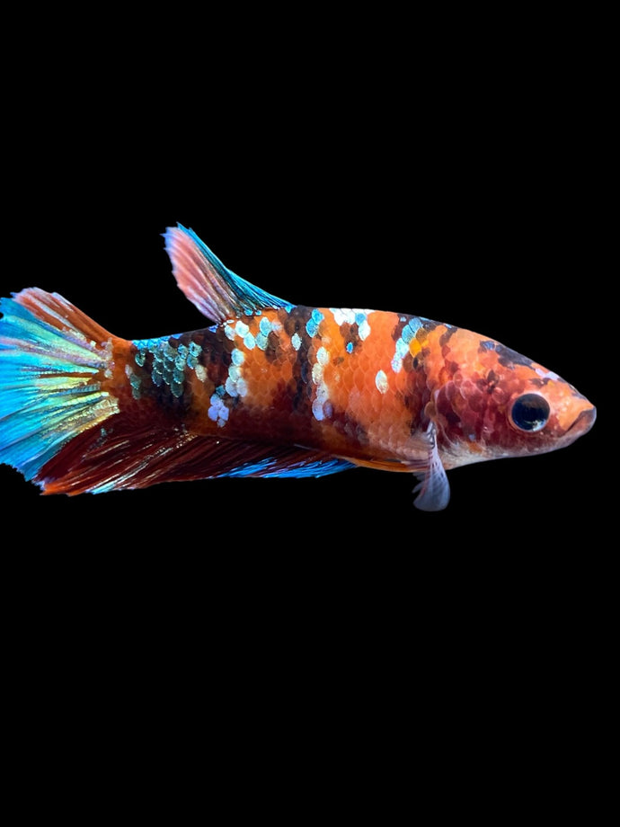 Female Halfmoon Plakat - Koi Copper #1862 - Live Betta Fish