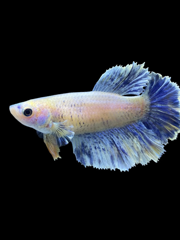 TOP GRADE Female Rosetail - Blue Sky #1863 - Live Betta Fish
