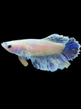 Load image into Gallery viewer, TOP GRADE Female Rosetail - Blue Sky #1863 - Live Betta Fish
