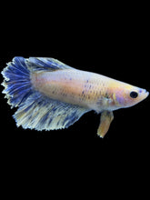 Load image into Gallery viewer, TOP GRADE Female Rosetail - Blue Sky #1863 - Live Betta Fish

