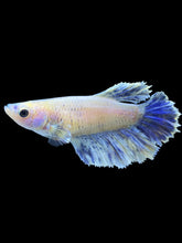 Load image into Gallery viewer, TOP GRADE Female Rosetail - Blue Sky #1863 - Live Betta Fish
