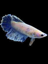 Load image into Gallery viewer, TOP GRADE Female Rosetail - Blue Sky #1863 - Live Betta Fish
