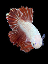 Load image into Gallery viewer, TOP GRADE Female Rosetail - Red Dragon #1865 - Live Betta Fish
