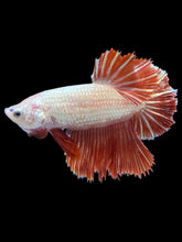 Load image into Gallery viewer, TOP GRADE Female Rosetail - Red Dragon #1865 - Live Betta Fish
