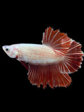 Load image into Gallery viewer, TOP GRADE Female Rosetail - Red Dragon #1865 - Live Betta Fish
