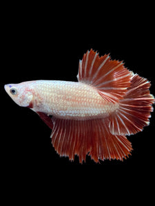 TOP GRADE Female Rosetail - Red Dragon #1865 - Live Betta Fish