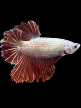 Load image into Gallery viewer, TOP GRADE Female Rosetail - Red Dragon #1865 - Live Betta Fish
