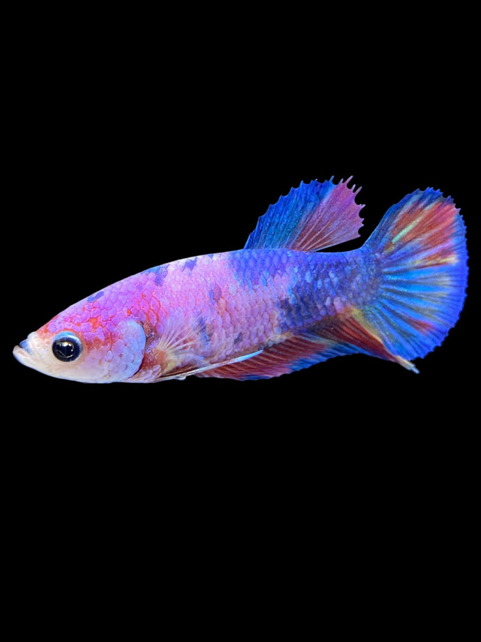 Female Halfmoon Plakat - Purple Candy #1867 - Live Betta Fish