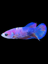 Load image into Gallery viewer, Female Halfmoon Plakat - Purple Candy #1867 - Live Betta Fish
