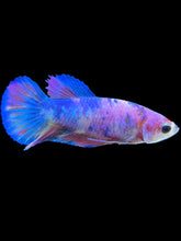 Load image into Gallery viewer, Female Halfmoon Plakat - Purple Candy #1867 - Live Betta Fish
