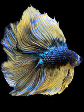 Load image into Gallery viewer, Male Fullmoon - Fancy Yellow #1868 - Live Betta Fish
