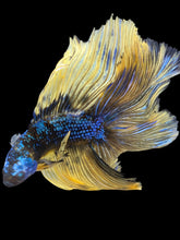 Load image into Gallery viewer, Male Fullmoon - Fancy Yellow #1868 - Live Betta Fish
