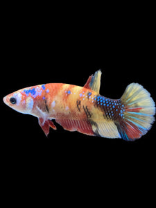 Female Halfmoon Plakat - Multicolor #1869 - Live Betta Fish