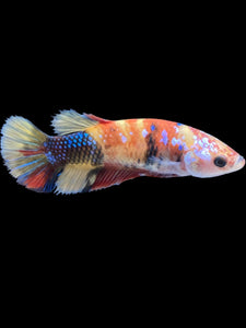 Female Halfmoon Plakat - Multicolor #1869 - Live Betta Fish