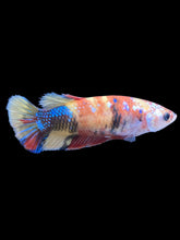 Load image into Gallery viewer, Female Halfmoon Plakat - Multicolor #1869 - Live Betta Fish
