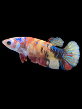 Load image into Gallery viewer, Female Halfmoon Plakat - Multicolor #1869 - Live Betta Fish
