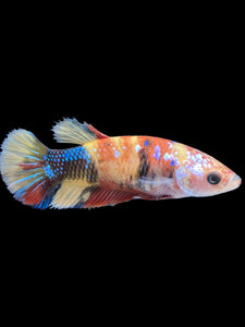 Female Halfmoon Plakat - Multicolor #1869 - Live Betta Fish