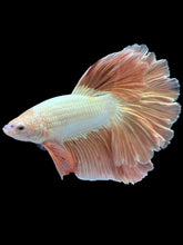 Load image into Gallery viewer, TOP GRADE Female Rosetail - Rose Gold #1871 - Live Betta Fish
