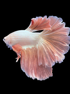 TOP GRADE Female Rosetail - Rose Gold #1871 - Live Betta Fish