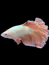 Load image into Gallery viewer, TOP GRADE Female Rosetail - Rose Gold #1871 - Live Betta Fish
