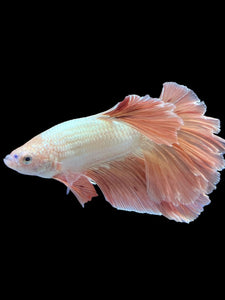 TOP GRADE Female Rosetail - Rose Gold #1871 - Live Betta Fish