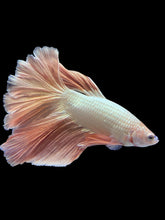 Load image into Gallery viewer, TOP GRADE Female Rosetail - Rose Gold #1871 - Live Betta Fish
