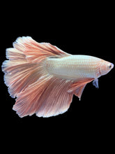 Load image into Gallery viewer, TOP GRADE Female Rosetail - Rose Gold #1871 - Live Betta Fish
