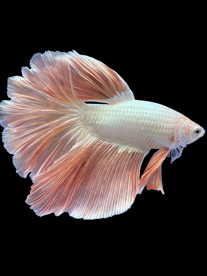 TOP GRADE Female Rosetail - Rose Gold #1871 - Live Betta Fish