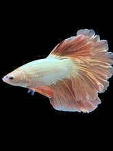 Load image into Gallery viewer, TOP GRADE Female Rosetail - Rose Gold #1871 - Live Betta Fish
