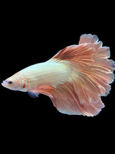 Load image into Gallery viewer, TOP GRADE Female Rosetail - Rose Gold #1871 - Live Betta Fish
