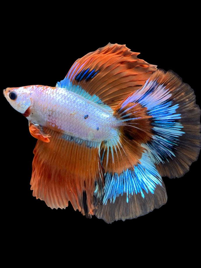 Male Fullmoon - Candy #1872 - Live Betta Fish