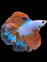 Load image into Gallery viewer, Male Fullmoon - Candy #1872 - Live Betta Fish
