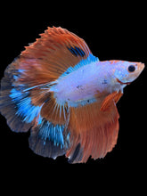 Load image into Gallery viewer, Male Fullmoon - Candy #1872 - Live Betta Fish
