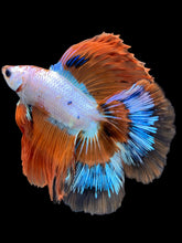 Load image into Gallery viewer, Male Fullmoon - Candy #1872 - Live Betta Fish

