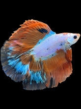 Load image into Gallery viewer, Male Fullmoon - Candy #1872 - Live Betta Fish
